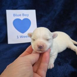 Blue Male - White male Maltipoo puppy in Sahuarita, Arizona from Cowgirl's Legacy Maltipoos