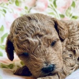 Poodles from Poodle Doodle Boyds
