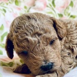 Poodles from Poodle Doodle Boyds