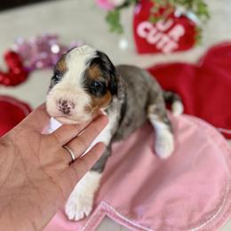 Lilac Collar - Blue merle female Bernedoodle puppy in Indiahoma, Oklahoma from Farm Fresh Doodles