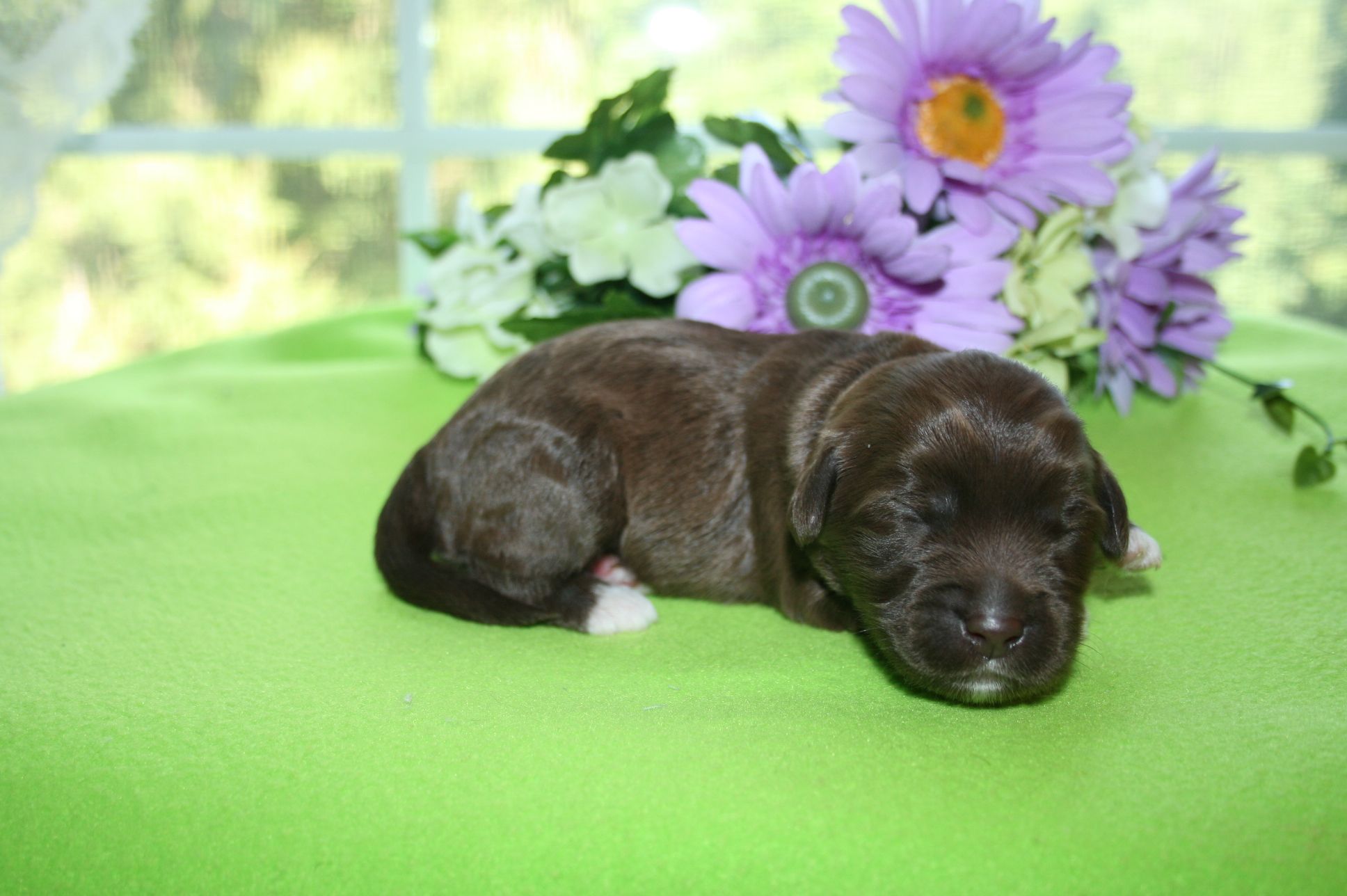 Windsor creek hot sale labradoodles