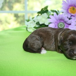 Australian Labradoodle Puppies from Windsor Creek Labradoodles