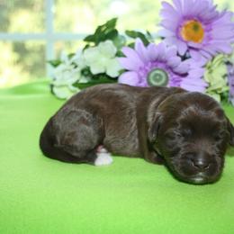 Australian Labradoodle Puppies from Windsor Creek Labradoodles