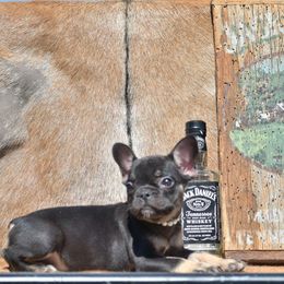 Girl 2 - Black and tan female French Bulldog puppy in Lewisburg, Tennessee from Boujie Bullies & Frenchie’s