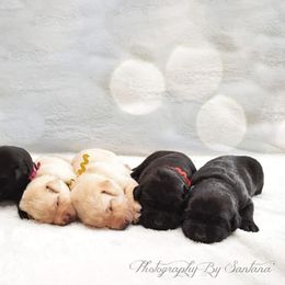 Labrador Retriever puppies from Sabrina Zimmerman