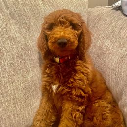 Goldendoodle Puppies from Edge Farm Goldendoodles