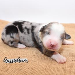 Blue Merle 6 - Blue merle male Miniature Australian Shepherd puppy in Pinehurst, Texas from Aussie Amor