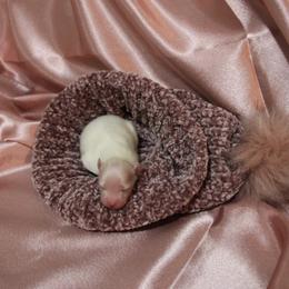 Sea Silk - White female Pomeranian puppy in University City, Missouri from Textilepoms