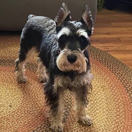 Miniature Schnauzers from Julie Drewnoski's Miniature Schnauzer