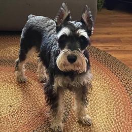 Miniature Schnauzers from Julie Drewnoski's Miniature Schnauzer