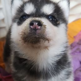 Siberian Husky Puppies from Spirit of the Moon Siberians