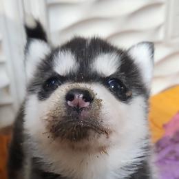 Siberian Husky Puppies from Spirit of the Moon Siberians