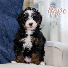 Hope - Tri-color female Bernedoodle puppy in Meadville, Pennsylvania from Doodle Paws Pups