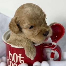 Girl 3 - Caramel female Australian Labradoodle puppy in Easley, South Carolina from Royal Diamond Labradoodles