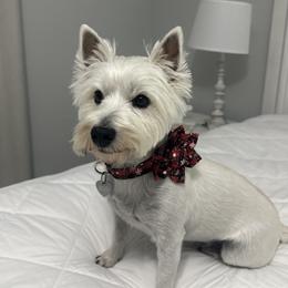 Mia - West Highland White Terrier