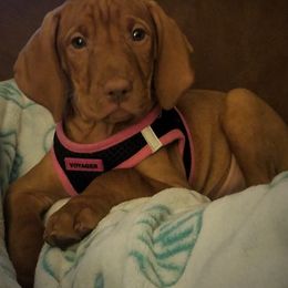 Vizsla Puppies from Mill Pond Farm Vizslas