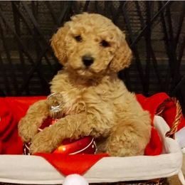 Bernedoodle, Goldendoodle, and Poodle Puppies from Wagging Tailz