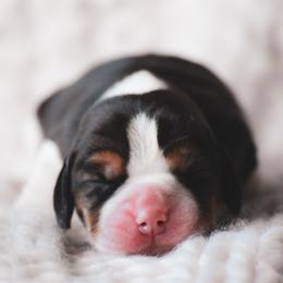 Nova - Blue tan and white female Beagle puppy in Caldwell, Ohio from Folklore Kennel