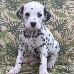 Ellie Sattler- Coral collar - White and black female Dalmatian puppy in Whitwell, Tennessee from Rock a Dalmatian “RockADal”