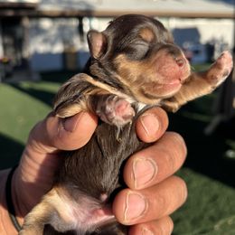 Romeo - Liver male Miniature Schnauzer puppy in Menifee, California from Moonshine’s Minis