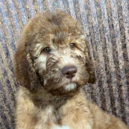 Wyatt - Sable male Saint Berdoodle puppy in Beach, North Dakota from Badland St. Berdoodles LLC