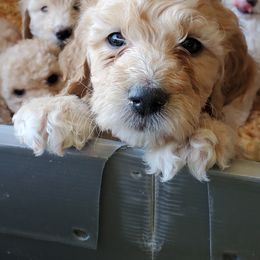 Goldendoodle Puppies from Americana Paws