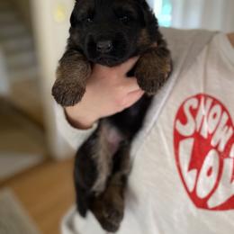 German Shepherd Puppies from Vom Hillhaus