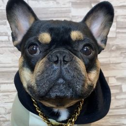 Benny Blanco - French Bulldog