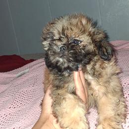 Boy 3 - Gold male Shih Tzu puppy in Birmingham, Alabama from K&D kennels