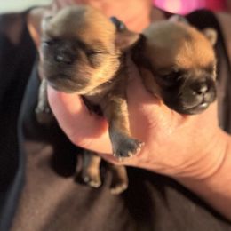 Brussels Griffon puppies from Crossroads Canines ~ Brussels Griffon and Newfoundland Dogs