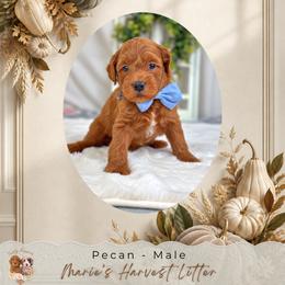 Pecan - Apricot male Goldendoodle puppy in Norcross, Georgia from Teddy Puppies