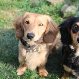 Maddie - Dachshund