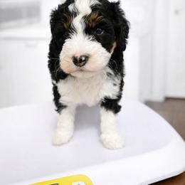 Lux - Tri-color male Bernedoodle puppy in Jacksonville, Florida from Haj Paj Bernedoodles