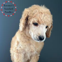 Cream Male - Cream male Poodle puppy in Wabasha, Minnesota from Roemer’s Standard Poodles