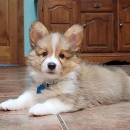 Pembroke Welsh Corgi Puppies from Triple B Bayou Corgis