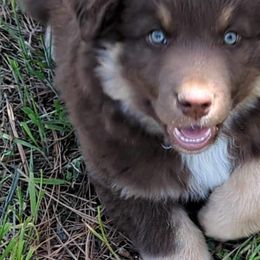 Australian Shepherd Puppies from Legacy Ranch Australian Shepherds