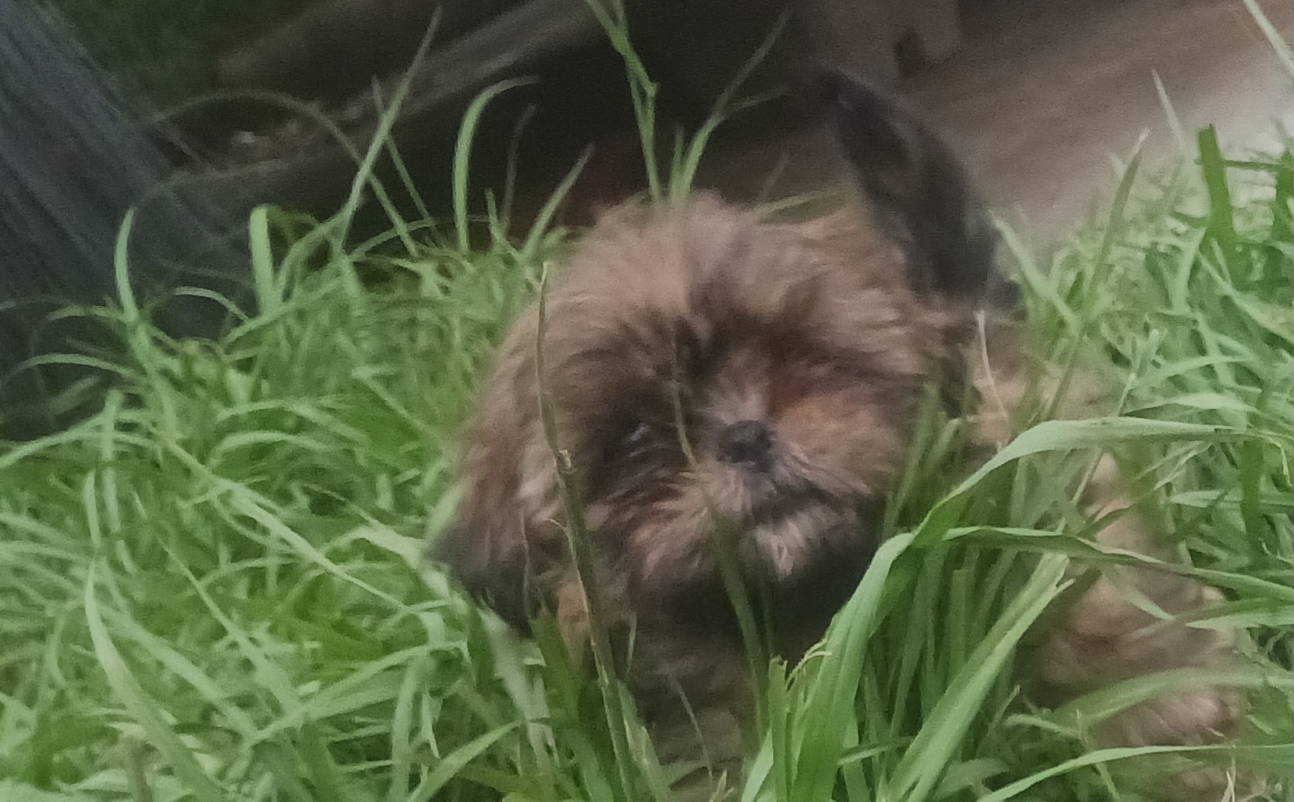 Shih Tzu Puppies from Peterson Shih Tzus