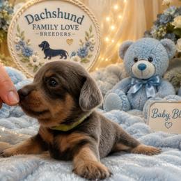 Baby Bear - Blue and cream male Dachshund puppy in Chino Valley, Arizona from Dachshund Family Love Breeders