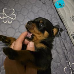 Rottweiler Puppies from Rottbies