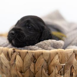 Yellow Collar - Black female Goldendoodle puppy in Sappington, Missouri from Doodle Me This Goldendoodles
