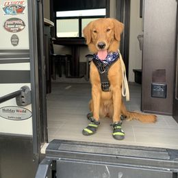 Kimber Faye - Golden female Golden Retriever puppy in Joshua, Texas from 3 Gun Retrievers