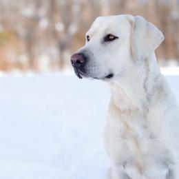 Oakley - Labrador Retriever