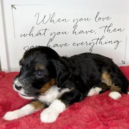 Wallowa - Black and white female Sheepadoodle puppy in Roseburg, Oregon from Sharon’s Sheepadoodle’s