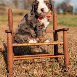 Cedar - Tri-color male Bernedoodle puppy in Mount Pleasant, Tennessee from Amy Brewer