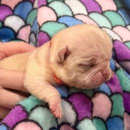 Pink collar - White female Pug puppy in Deer Park, Texas from Butler Pugs and Frenchies