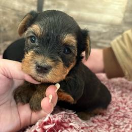 Cupcake - Black and tan female Yorkshire Terrier puppy in Osseo, Michigan from Smiths Fluffy butts