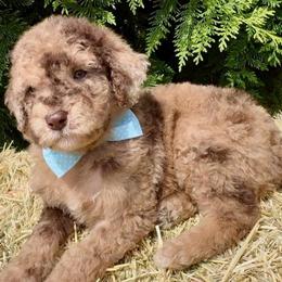 Freckles - Red merle male Aussiedoodle puppy in Denton, Maryland from Royal Conron Doodles