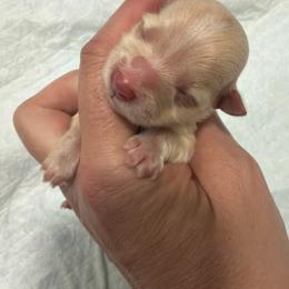 Leia - White and tan female Morkie puppy in Winston Salem, North Carolina from Patty’s Paws