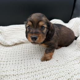 Shaded red boy - Red male Dachshund puppy in Beaver, Pennsylvania from Meaden’s Mini Dachshunds