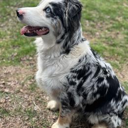 Tessa - Australian Shepherd